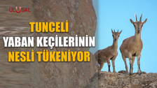 Tunceli yaban keçilerinin nesli tükeniyor