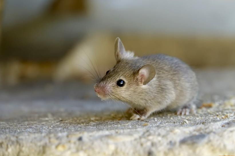 Kolezyum'da fare istilası - Resim : 2