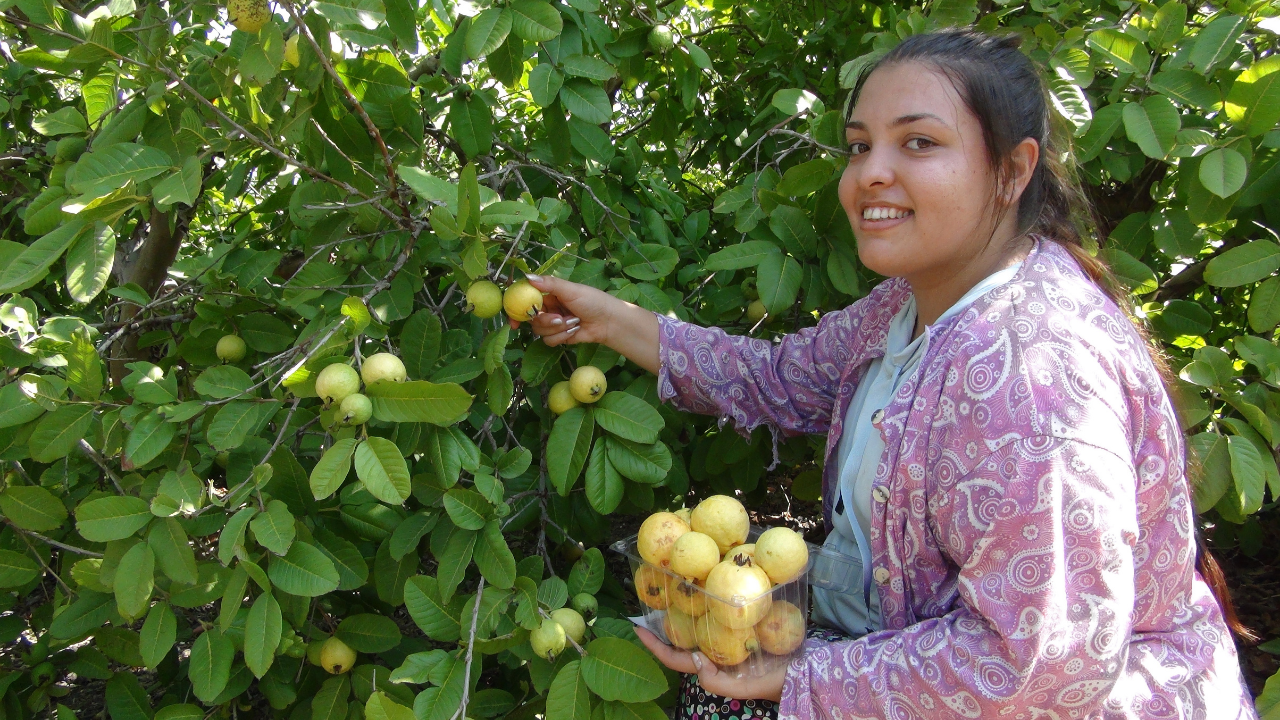 Tropikal meyve cenneti Silifke'de guavanın hasadına başlandı! Guava meyvesinin faydaları nelerdir? - Resim : 3