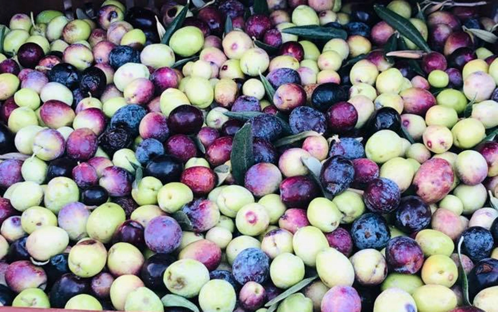 Mersin’in Mut ilçesinde zeytin hasadı başladı! 130 bin ton zeytin ve 10 bin ton zeytinyağı rekoltesi bekleniyor - Resim : 2